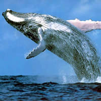 Humpback Whale Survey training workshop got underway in Suva